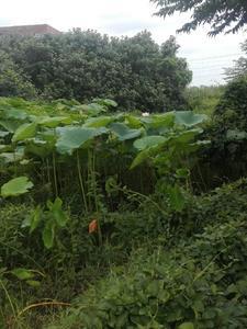 逃荒相公