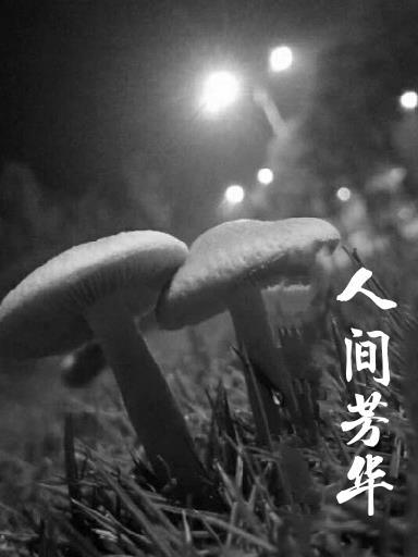 人间芳菲尽啥意思