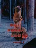 黄皮子成仙问过路人是什么电影