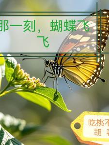 蝴蝶飞飞歌曲