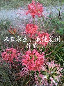 末世求生我能看到提示
